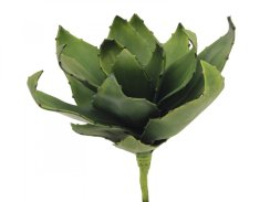Agáve zelená, 45 cm