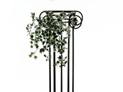 Holandský divoký břečťan trs malý, 60 cm