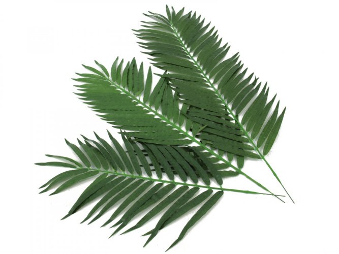 Kokosový palmový list střední, 110 cm, 12 ks