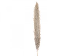 JOLIPA Pampas tráva, sušený klas, natural, 137cm