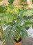 Palma Areca, 2 kmeny, 120 cm