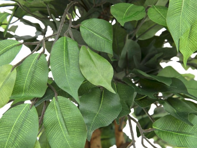 Stříbrný fikus-Benjamin, 240cm - použito (82506118)