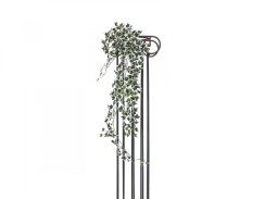 Holandský divoký břečťan trs velký, 100 cm