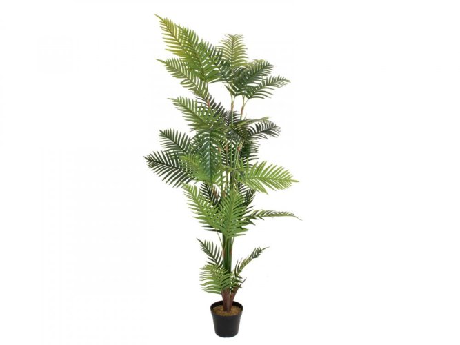 Palma Areca, 180 cm