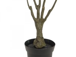 Dracena zeleno-červená, 90 cm