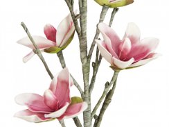 Větvička magnolie, bílo-růžová, 100 cm