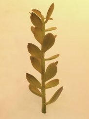 Penízovka-výhonek, 30cm