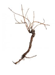 Vinná réva,cca. 1,5m