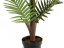 Palma Areca, 150 cm