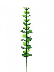 Eukalyptus zelený - křišťálový, 81 cm, 12 ks
