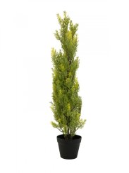 Cypřiš světlý v květináči, 90 cm
