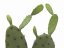 Kaktus Nopal, 75cm
