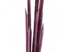 Magické stonky cibule růžové, 134 cm