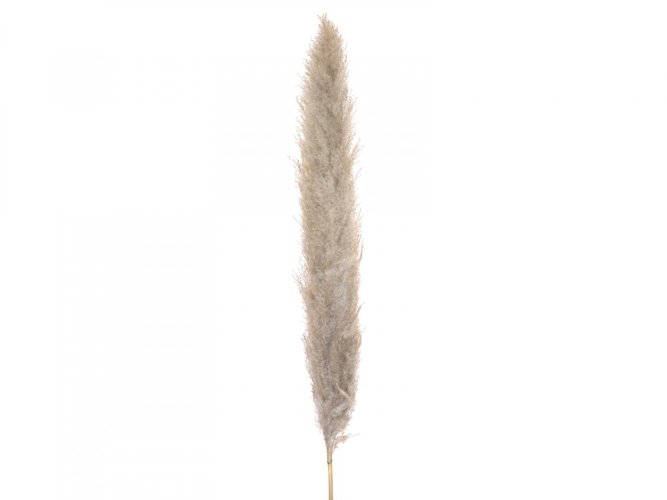 JOLIPA Pampas tráva, sušený klas, natural, 137cm