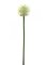 Allium krémová, 55 cm