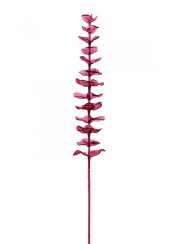 Eukalyptus červený - křišťálový, 81 cm, 12 ks