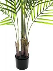 Areca palma s velkými listy, 125 cm Areca palma s velkými listy, 125 cm
