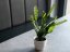 Kaktus Epifylum, 36 cm
