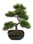 Europalms Bonsai borovice, umělá rostlina, 50cm
