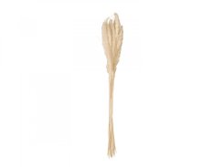 JOLIPA Pampas tráva, svazek stonků, sušené, 75cm