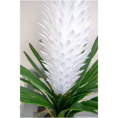Bromélie, bílá, 100cm - rozbaleno (82532001)