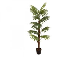 Vějířová palma, 155 cm