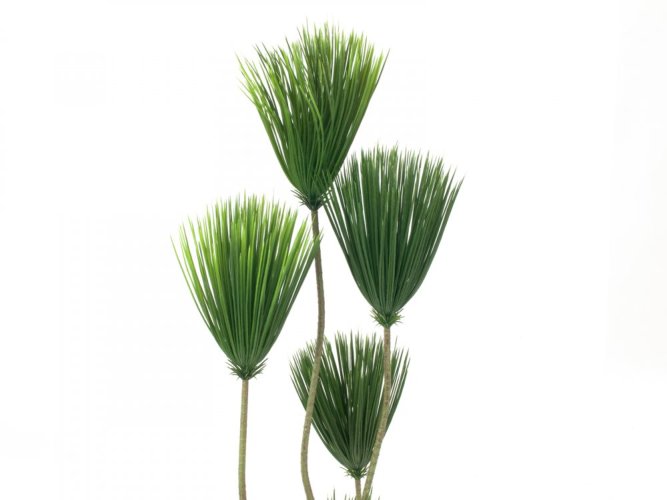 Papyrus palma, 130 cm