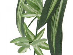 Zelenec jedovatý, 60 cm