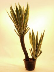 Orchidej kaktus
