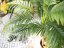 Palma Areca, 2 kmeny, 120 cm