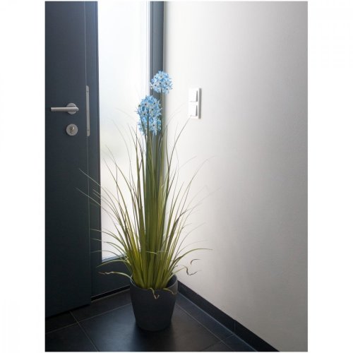 Okrasný česnek s modrými květy, 120 cm