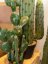 Kaktus mix v květináči, 54cm