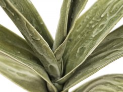 Větvička yucca (EVA), zelená