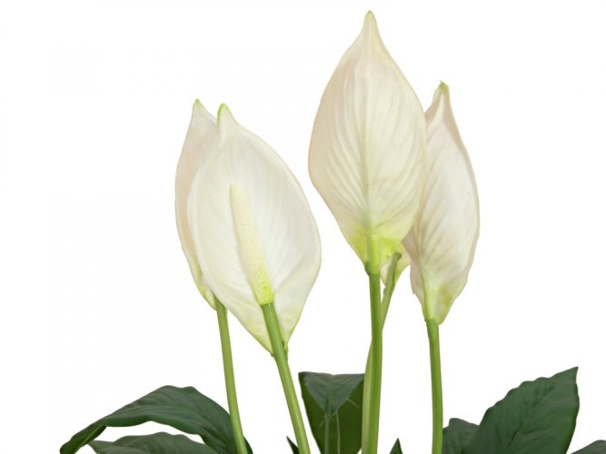 Bílá lilie v květináči, 49cm