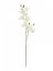 Orchidej větvička, krémově-bílá, 100 cm