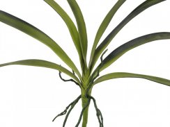 Orchidej listy, zelené, 45 cm