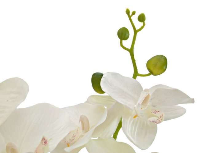 Orchidej se smetanovými květy, 80 cm