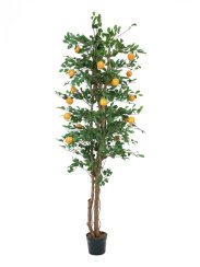 Pomerančovník, 240 cm - použito (82507828)