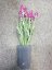 Levandule v květináči růžová, 45 cm - poškozeno (82600213)
