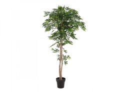 Ficus longifolia, 165cm