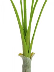 Areca palma s velkými listy, 180 cm