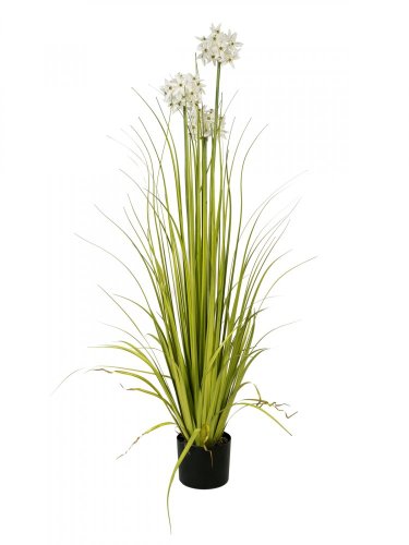 Okrasný česnek s bílými květy, 120 cm