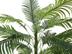 Palma Areca, 3 kmeny, 150 cm