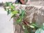Girlanda z břečťanu, zelená, 350 cm