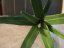 Aloe vera zelená, 50 cm