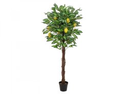 Citronovník s plody, 150 cm