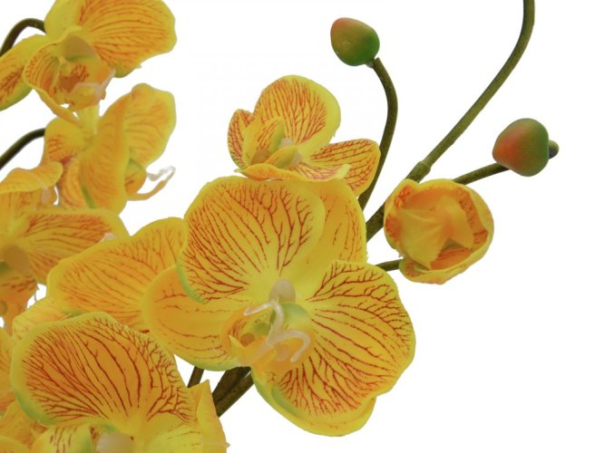 Orchidej aranžmá s květináči, žlutá, 60 cm.