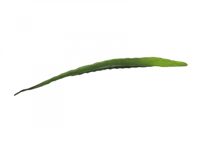Aloe list zelený, 60 cm