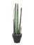 Aloe Gigante, zelená, 80cm - poškozeno (82530580)