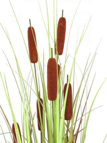 Typha angustifolia, výška 120 cm